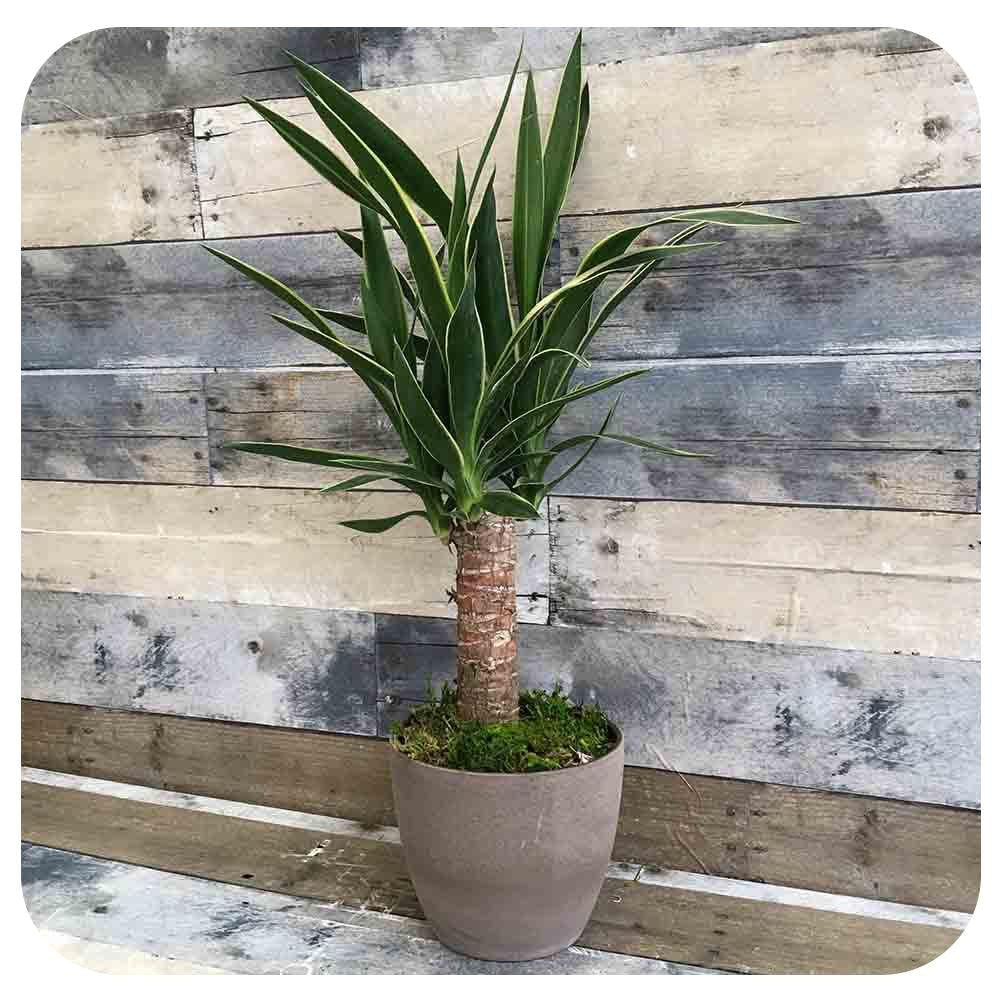 Yucca Assorted Cane - View 4 from www redcrocus com