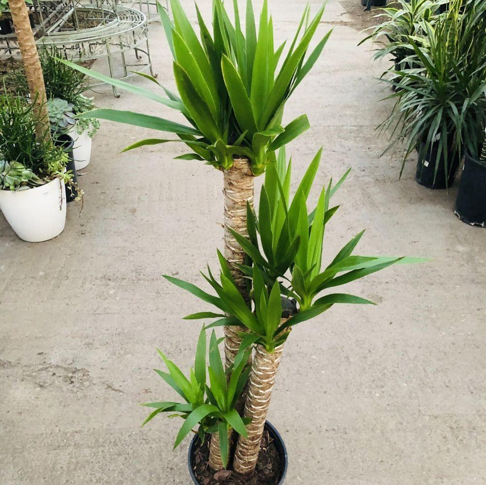 Yucca Assorted Cane - View 5 from www redcrocus com