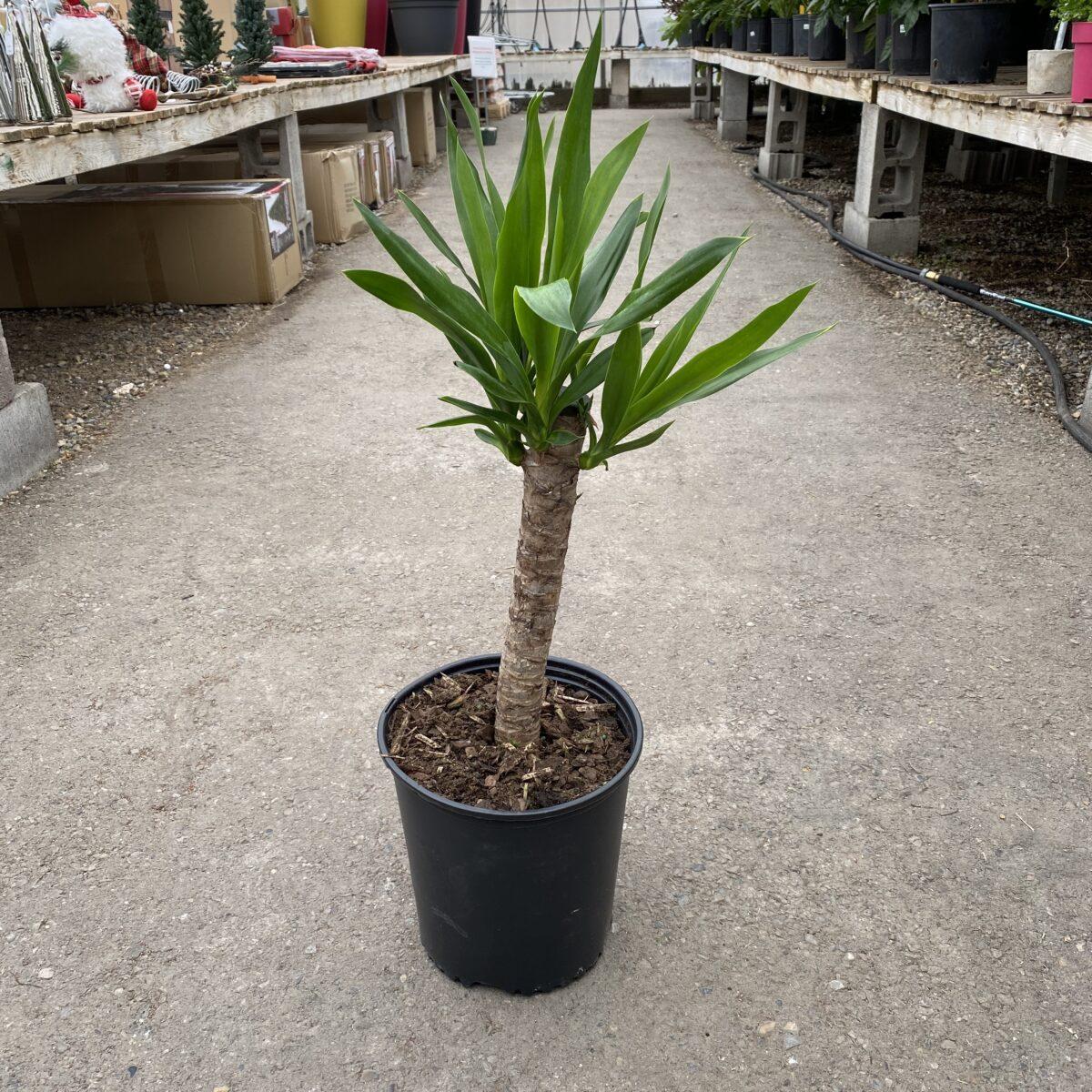 Yucca Assorted Cane - View 6 from www redcrocus com