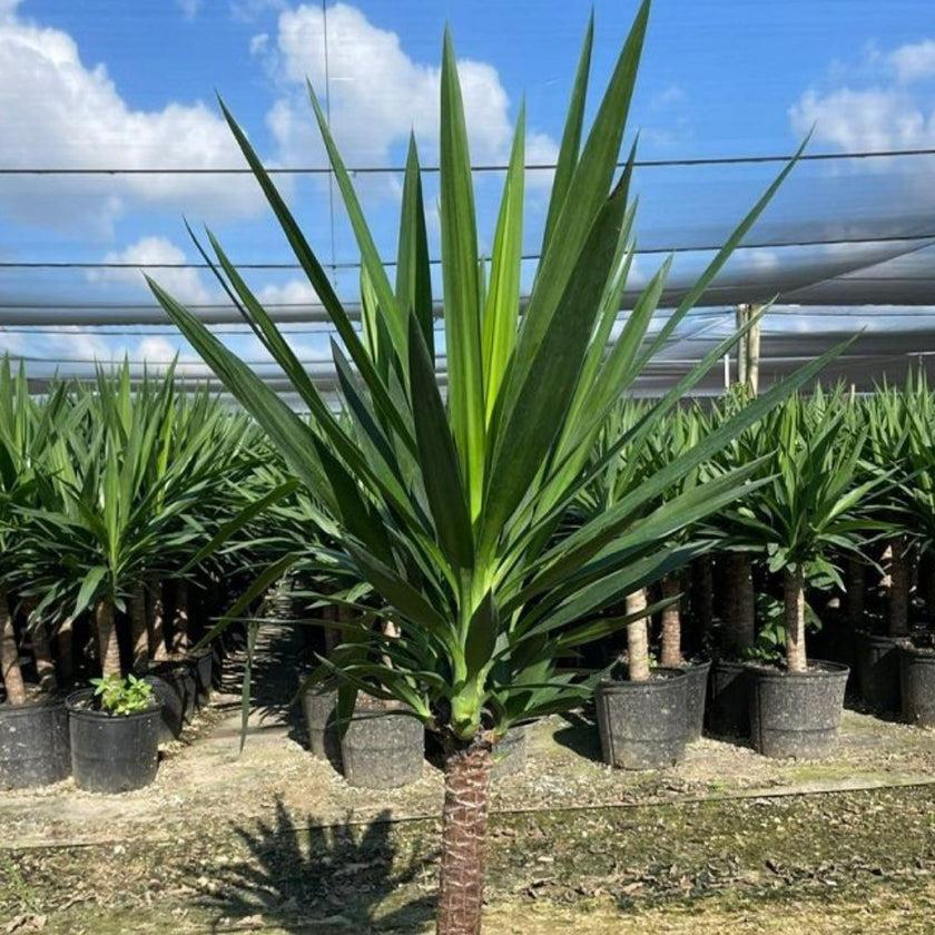 Yucca Assorted Cane - View 8 from www redcrocus com
