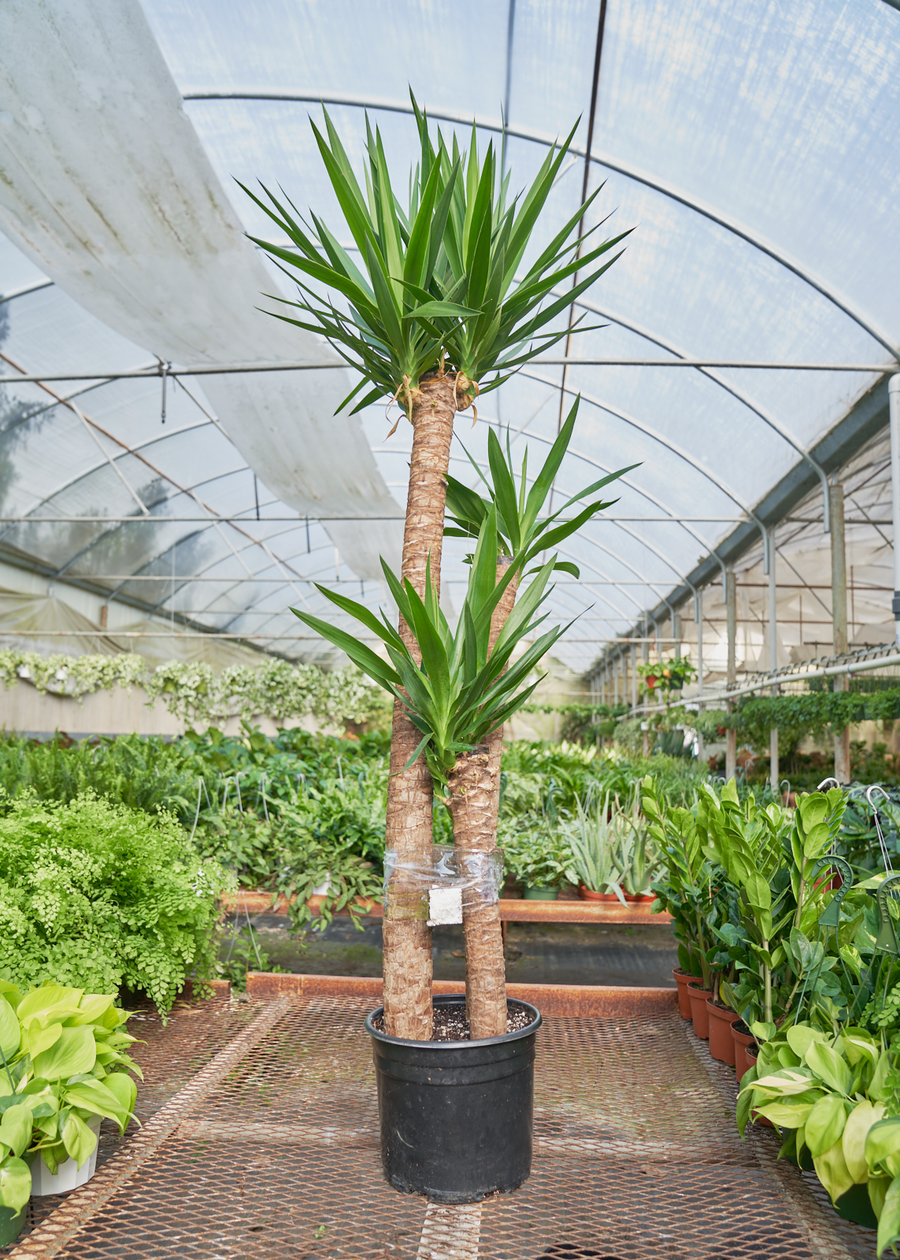 Yucca Assorted Cane - View 8 from www redcrocus com