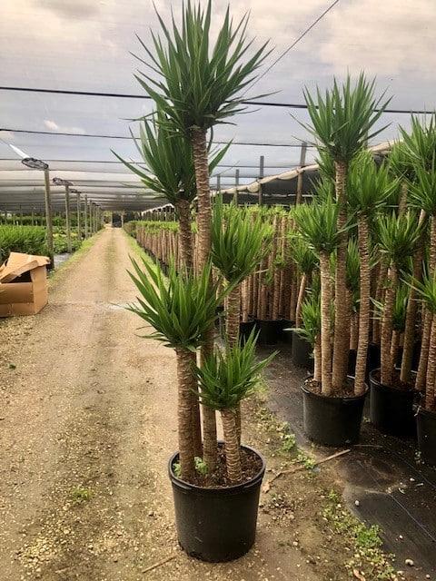 Yucca Assorted Cane - View 9 from www redcrocus com