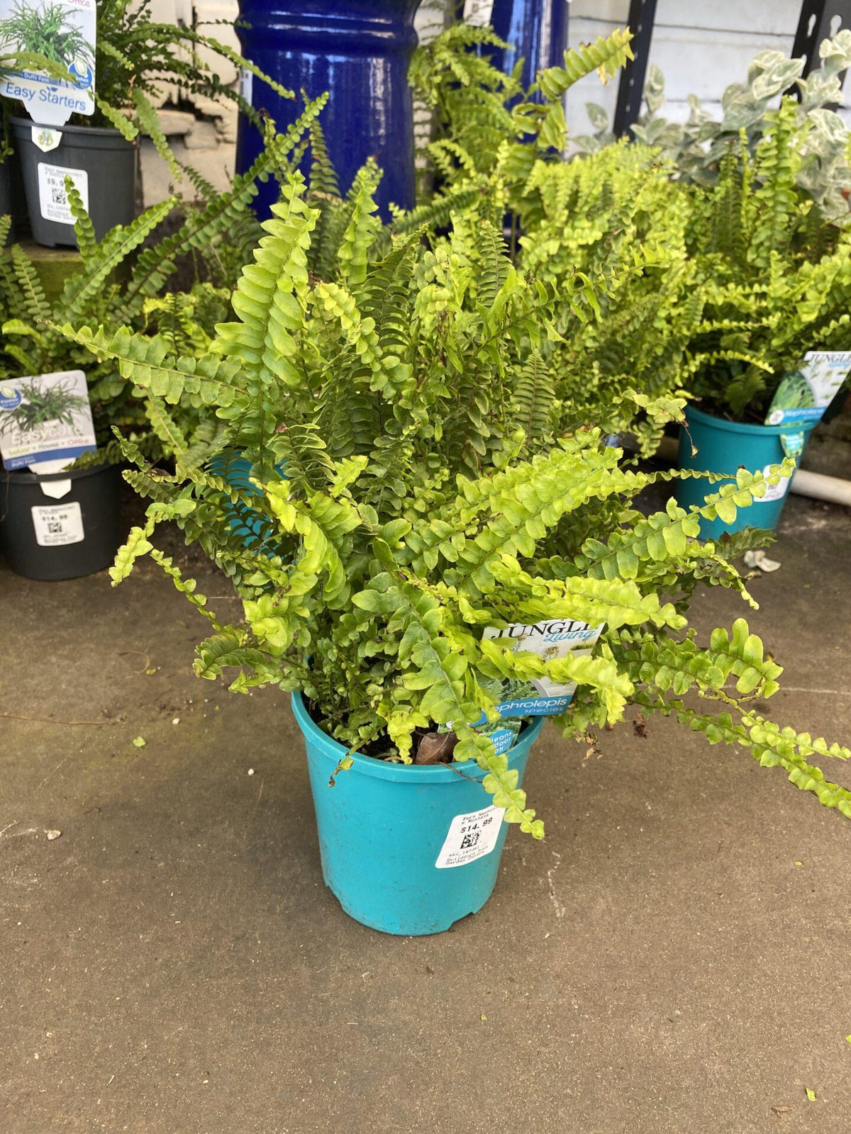 Fern Nephrolepis Assorted - View 6 from www redcrocus com