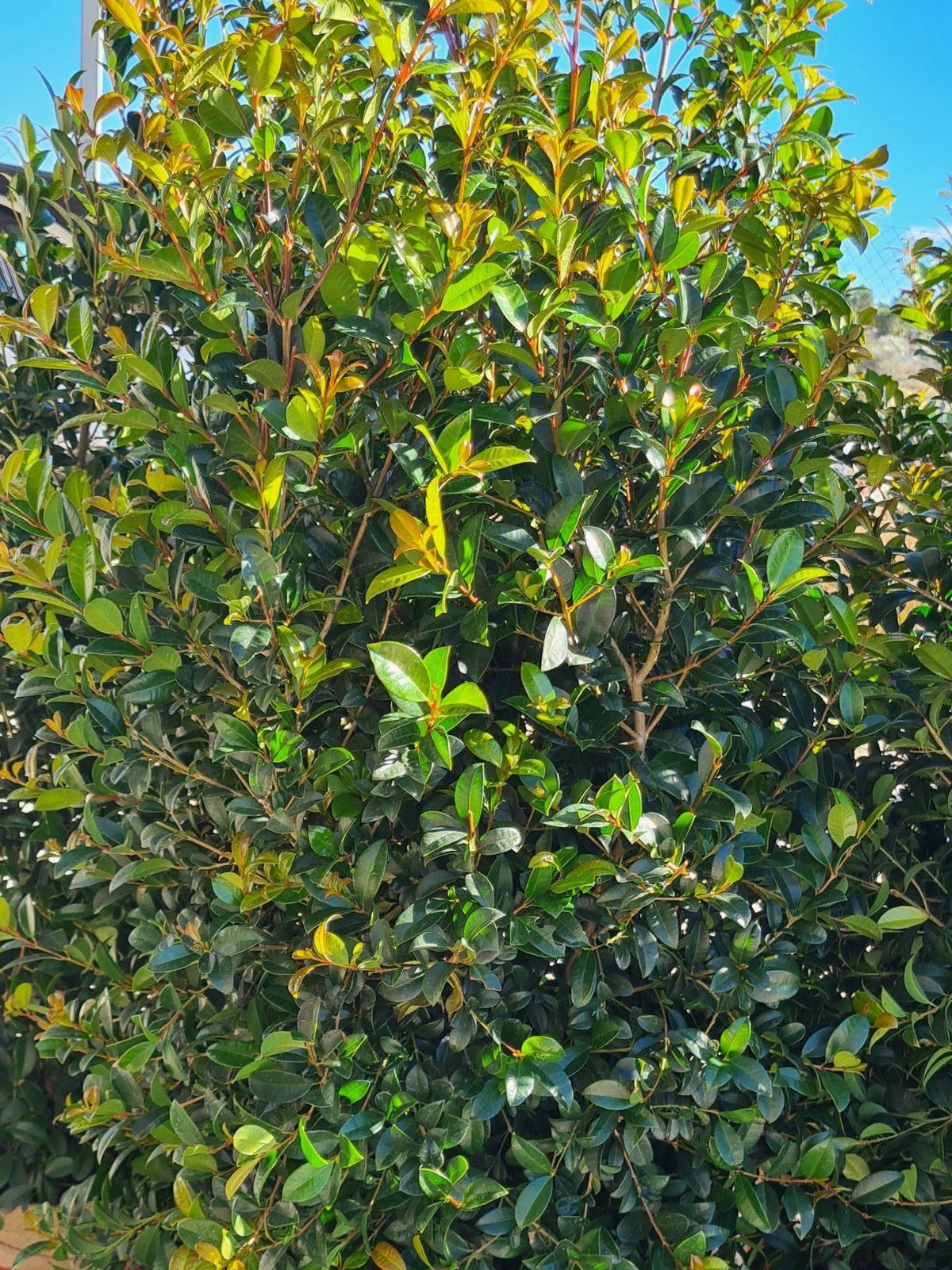 Eugenia Myrtifolia Globulus Globe - View 11 from www redcrocus com