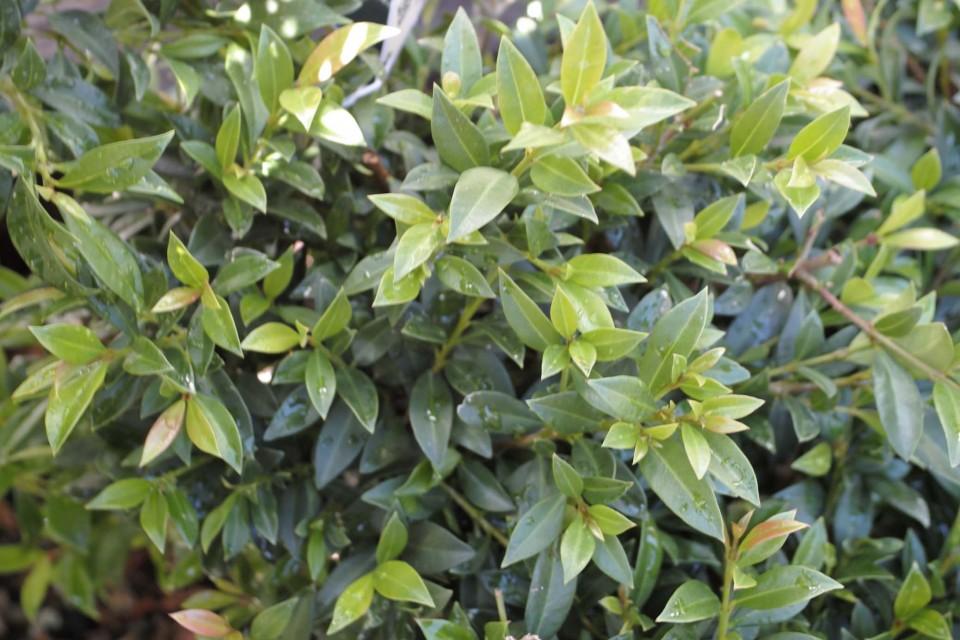 Eugenia Myrtifolia Globulus Globe - View 13 from www redcrocus com