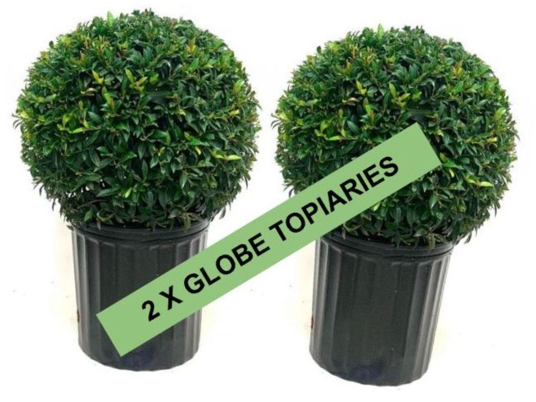 Eugenia Myrtifolia Globulus Globe - View 2 from www redcrocus com