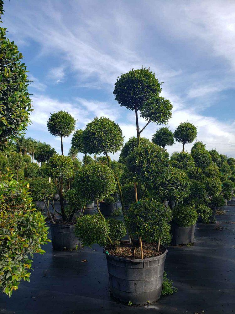 Eugenia Myrtifolia Globulus Globe - View 6 from www redcrocus com