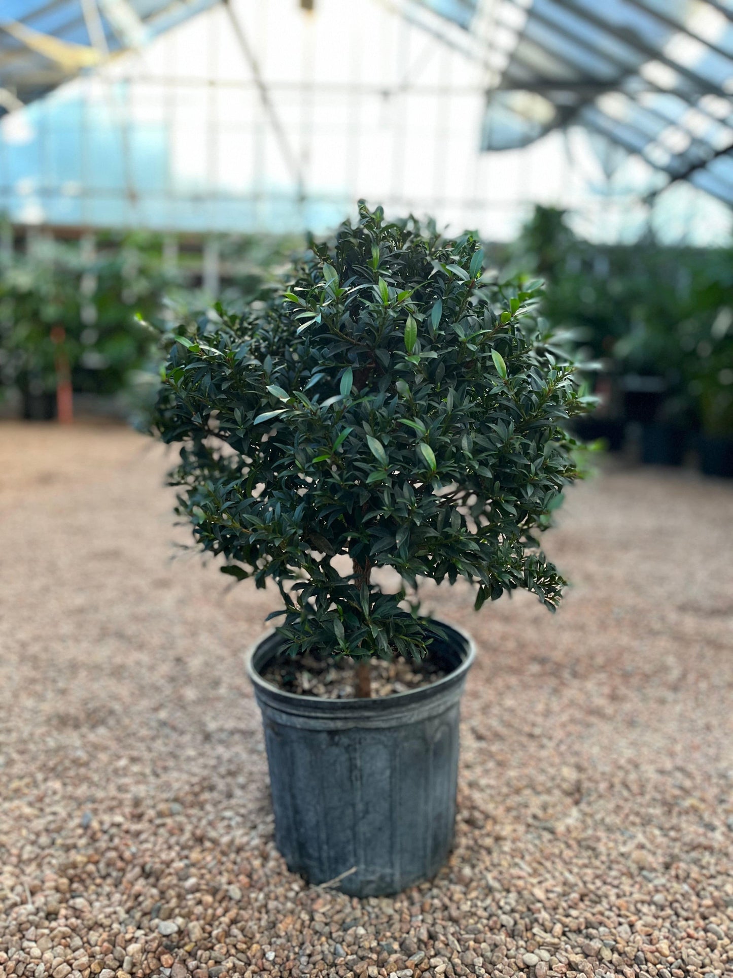 Eugenia Myrtifolia Globulus Globe - View 8 from www redcrocus com