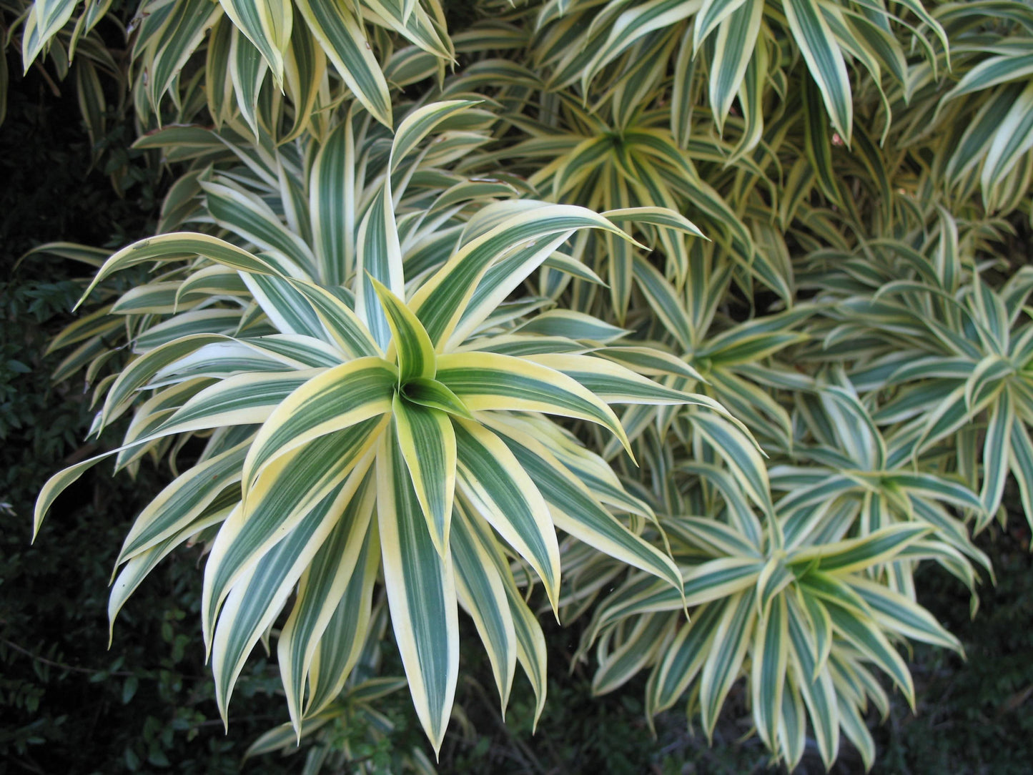 Dracaena Reflexa - View 10 from www redcrocus com