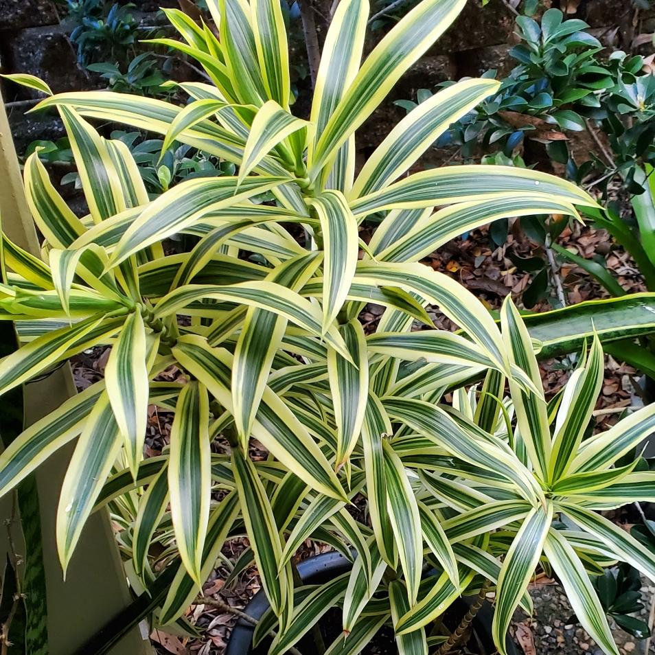 Dracaena Reflexa - View 13 from www redcrocus com