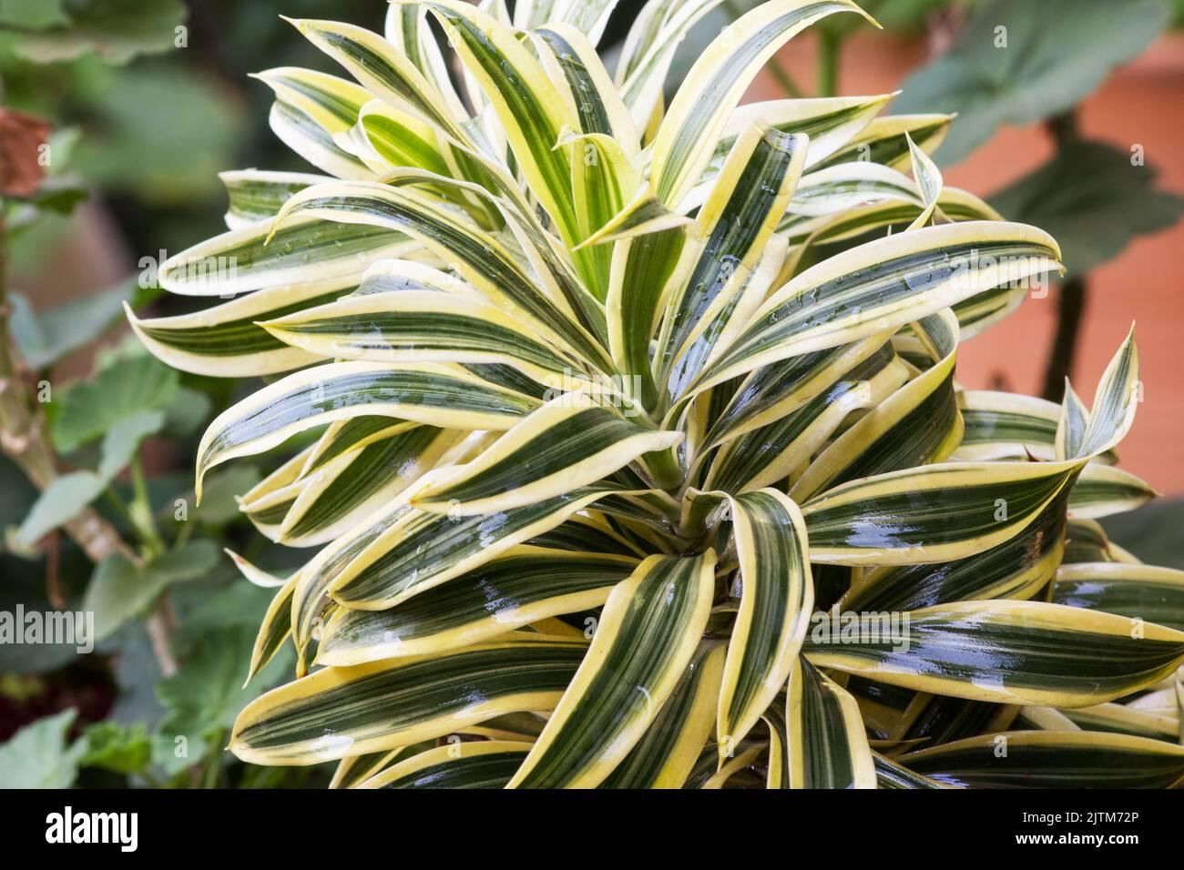 Dracaena Reflexa - View 16 from www redcrocus com