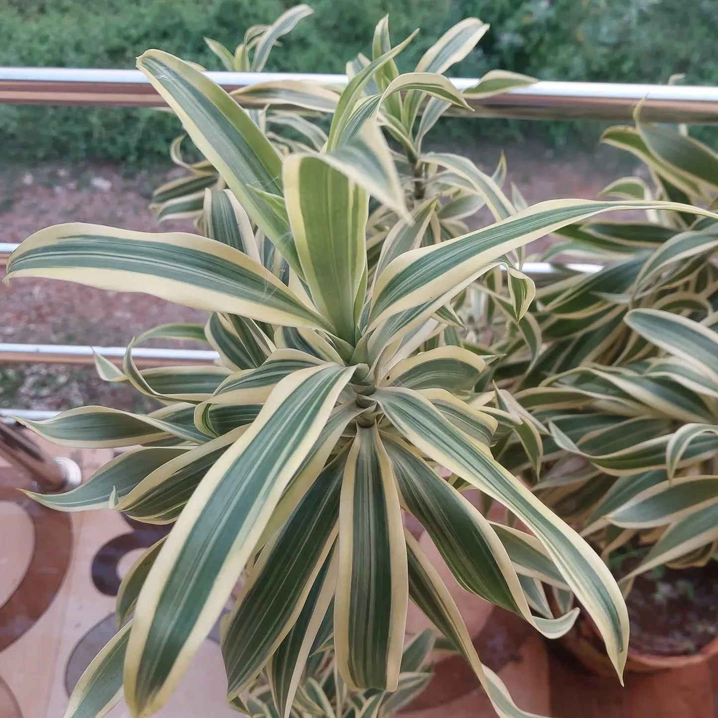 Dracaena Reflexa - View 17 from www redcrocus com