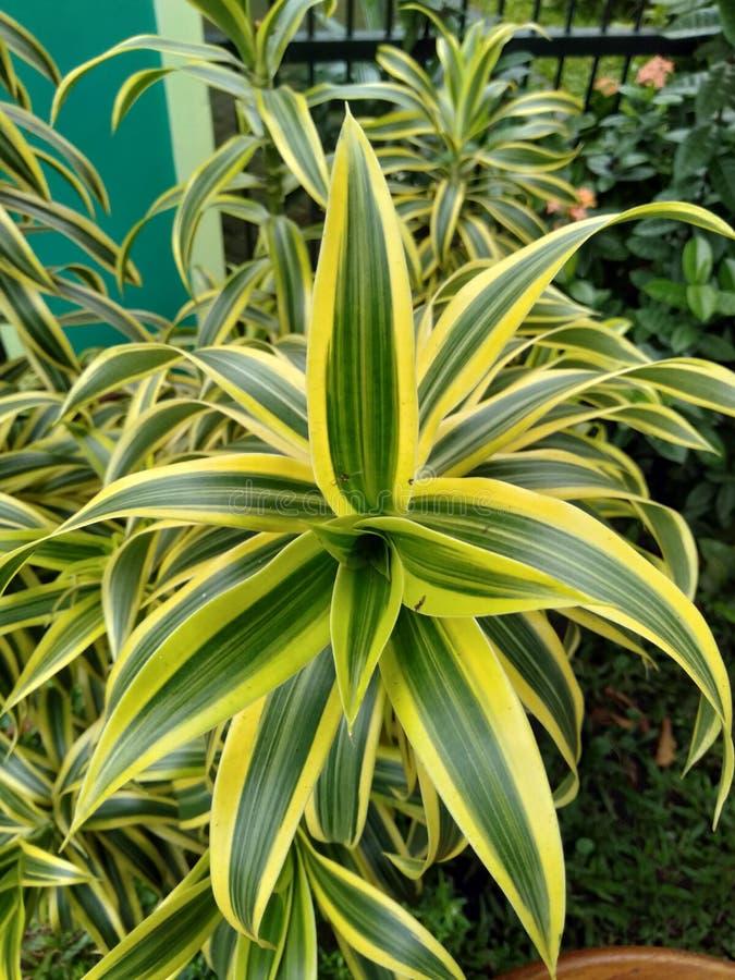 Dracaena Reflexa - View 17 from www redcrocus com