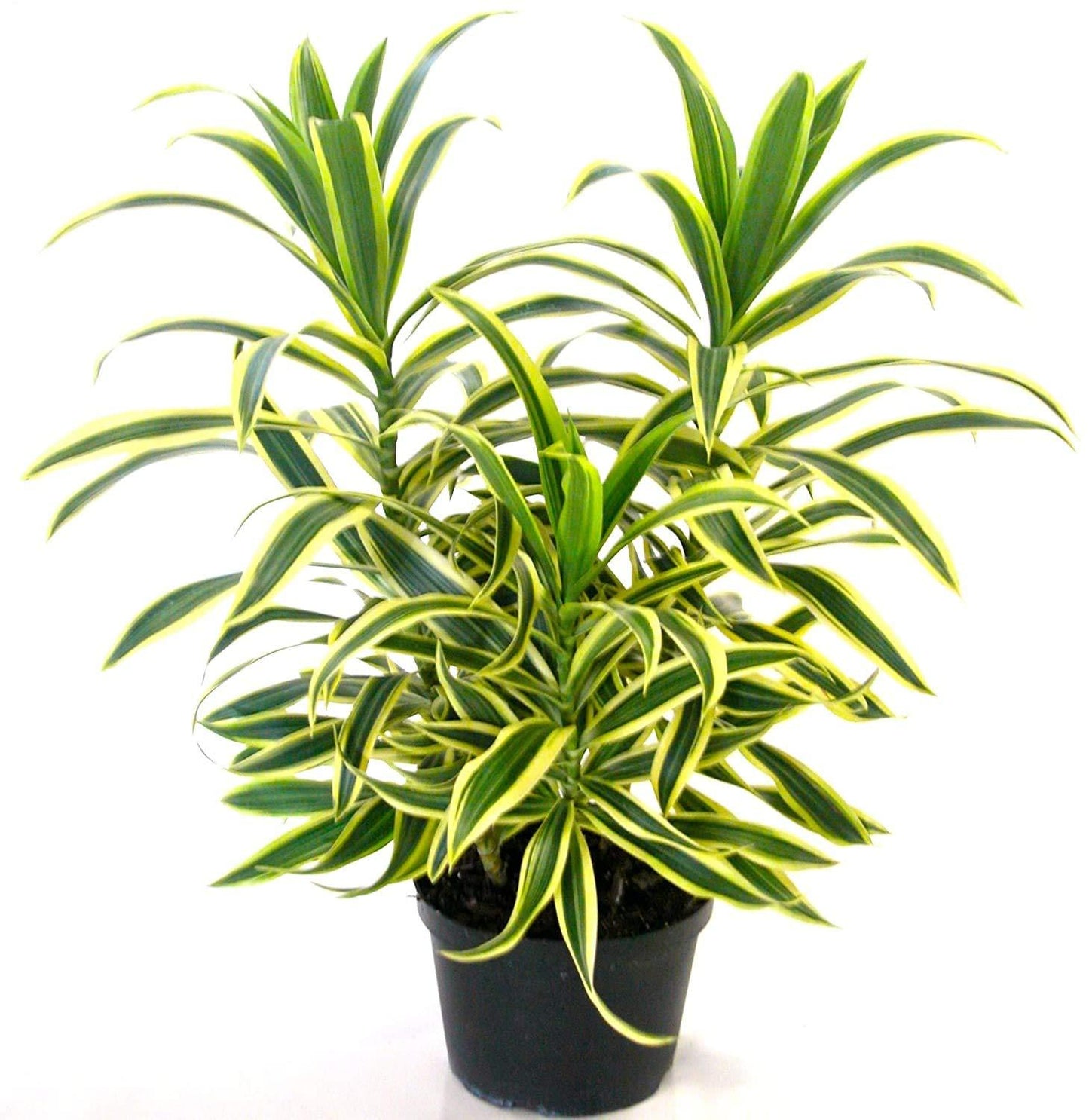 Dracaena Reflexa - View 18 from www redcrocus com