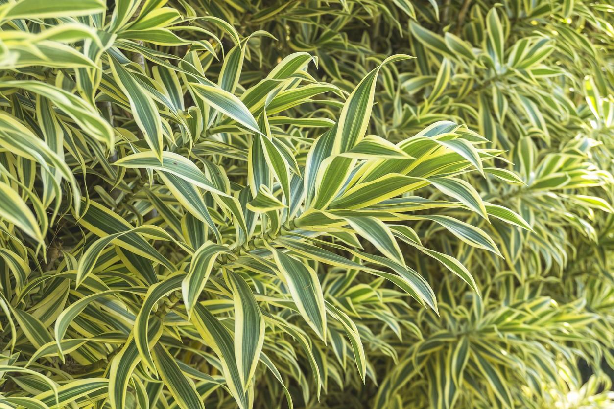 Dracaena Reflexa - View 19 from www redcrocus com
