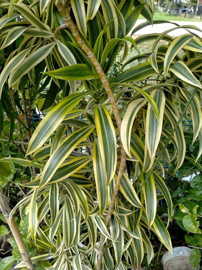 Dracaena Reflexa - View 22 from www redcrocus com