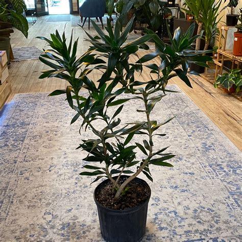 Dracaena Reflexa - View 2 from www redcrocus com