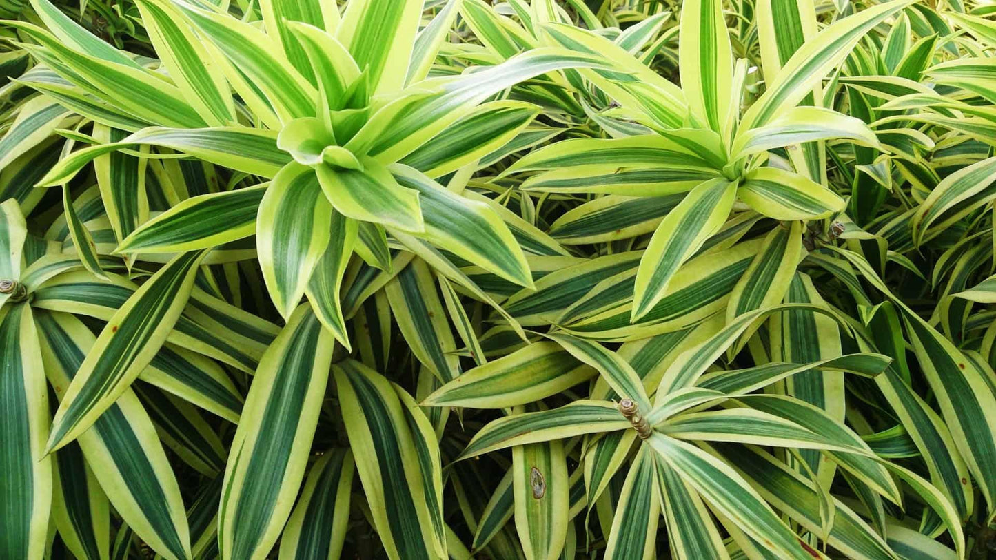 Dracaena Reflexa - View 3 from www redcrocus com