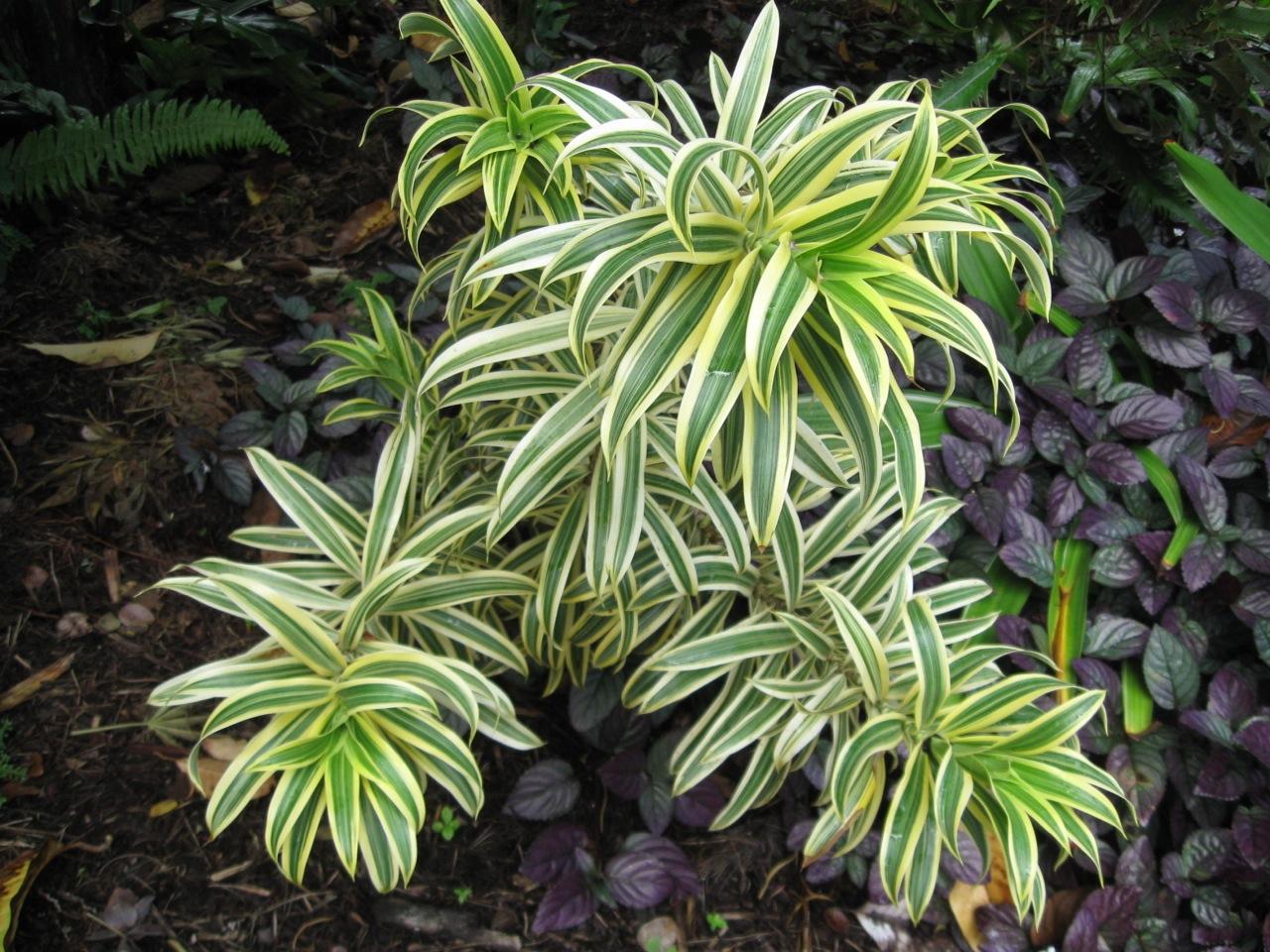 Dracaena Reflexa - View 5 from www redcrocus com