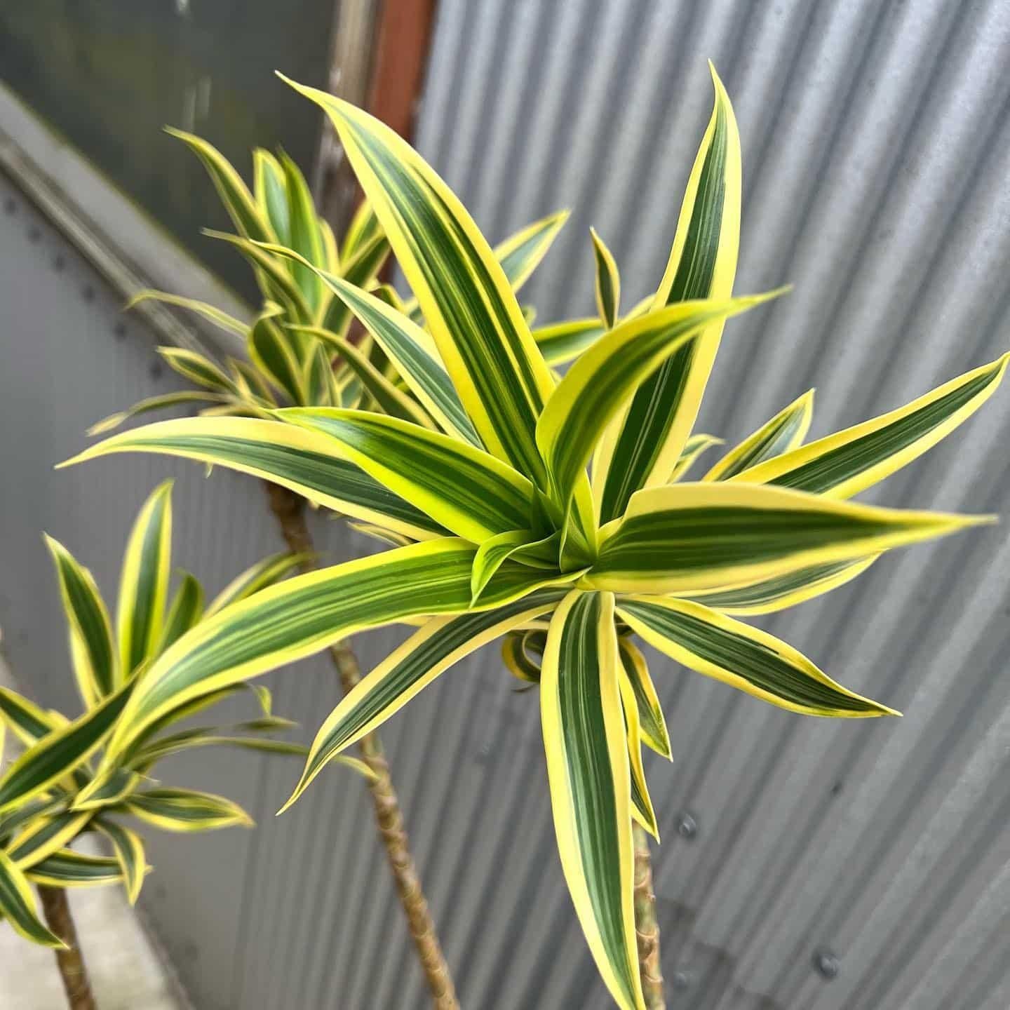 Dracaena Reflexa - View 8 from www redcrocus com
