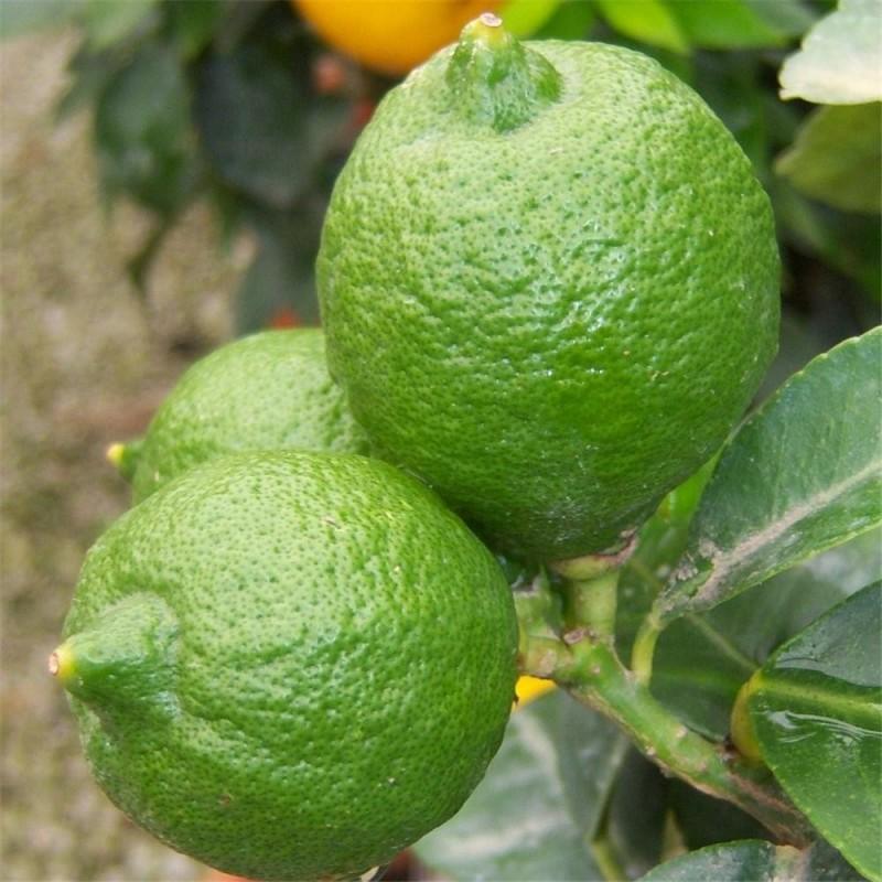 Citrus Lime Assorted Standard - View 13 from www redcrocus com