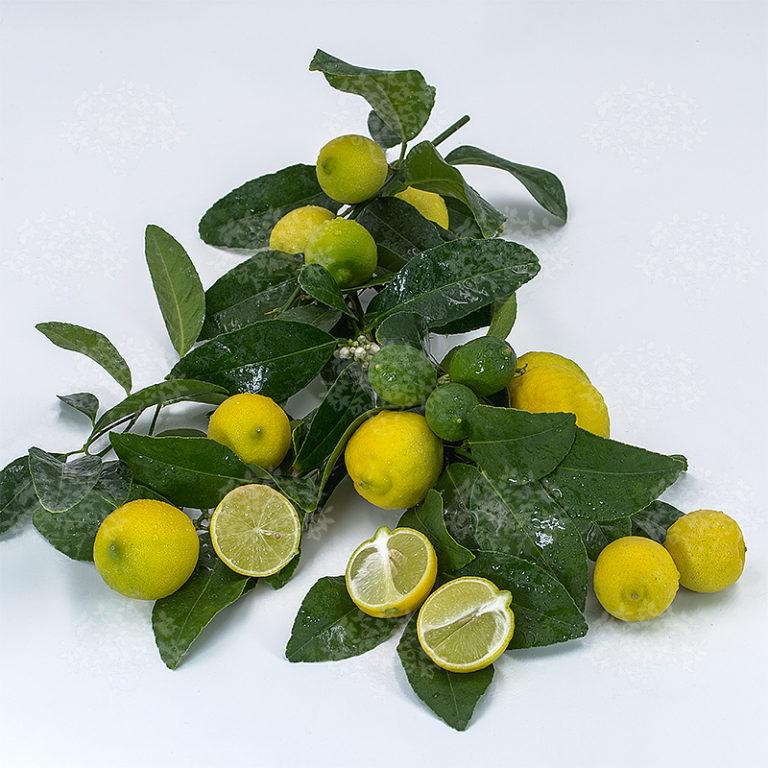 Citrus Lime Assorted Standard - View 19 from www redcrocus com