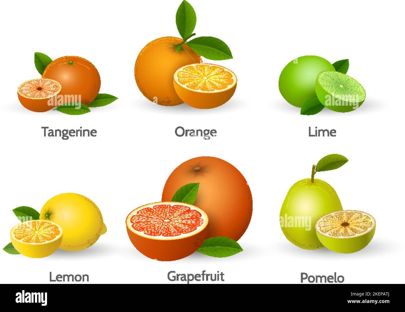 Citrus Lime Assorted Standard - View 6 from www redcrocus com