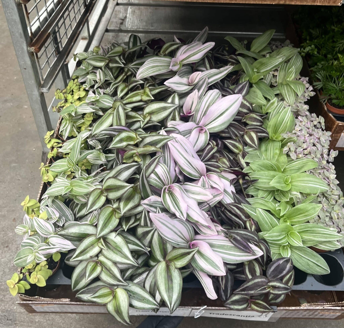 Tradescantia, Assorted - View 12 from www redcrocus com