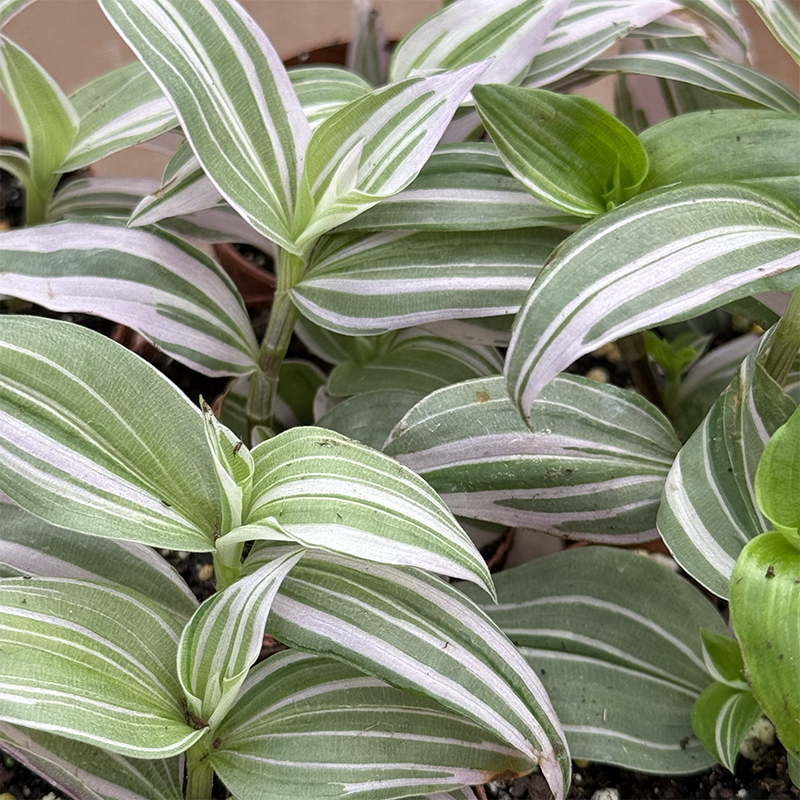 Tradescantia, Assorted - View 13 from www redcrocus com