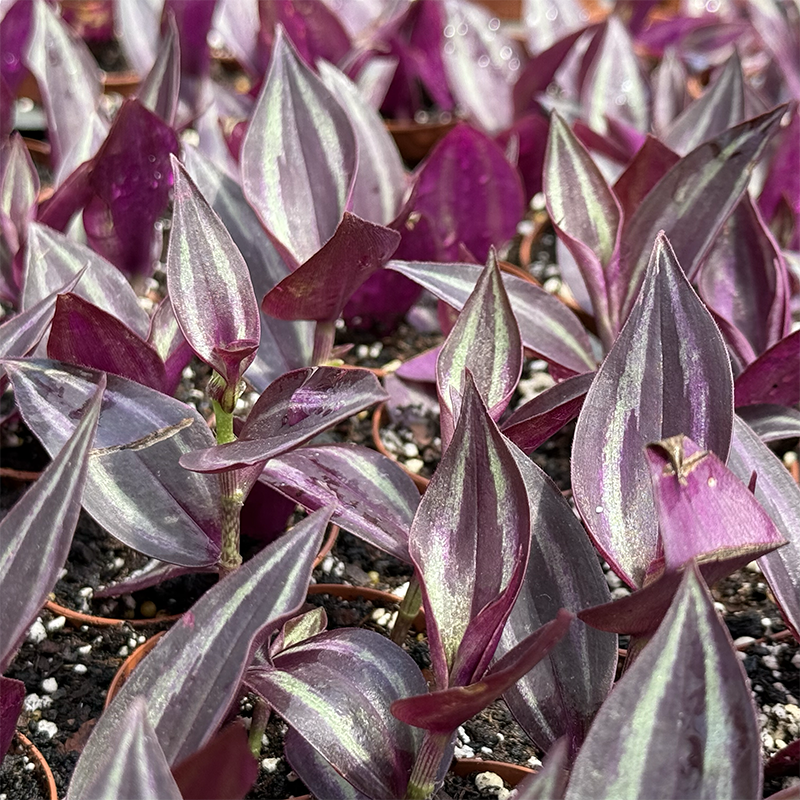 Tradescantia, Assorted - View 17 from www redcrocus com