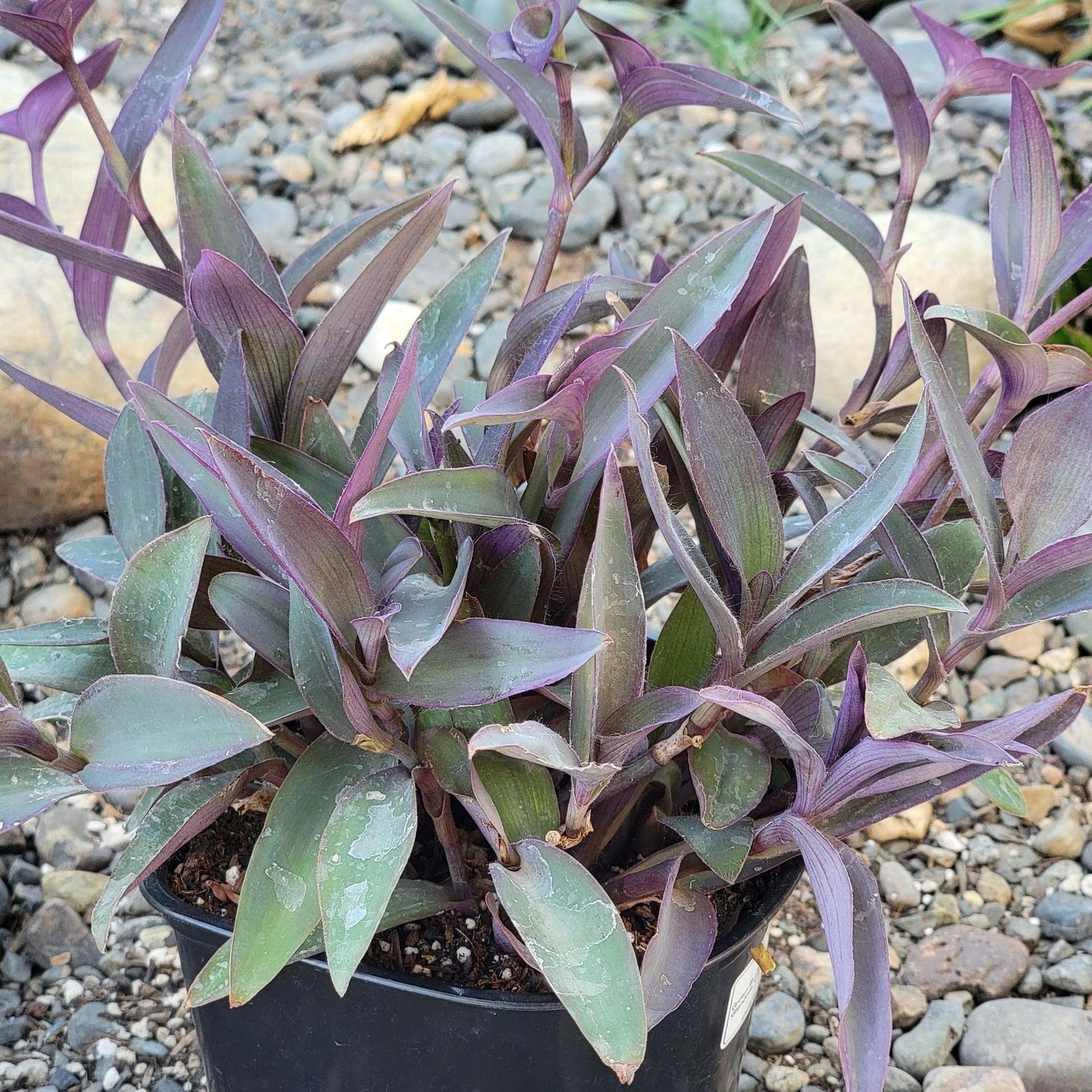 Tradescantia, Assorted - View 18 from www redcrocus com