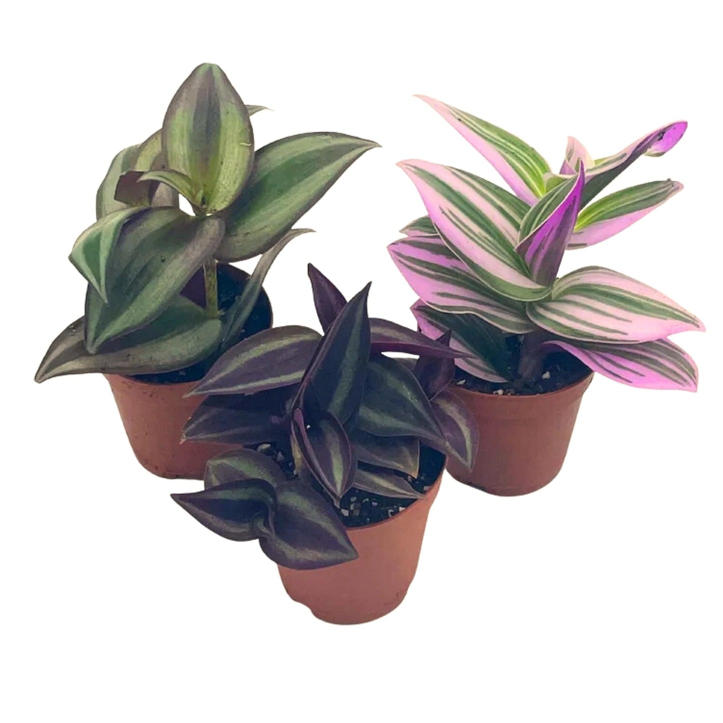 Tradescantia, Assorted - View 2 from www redcrocus com