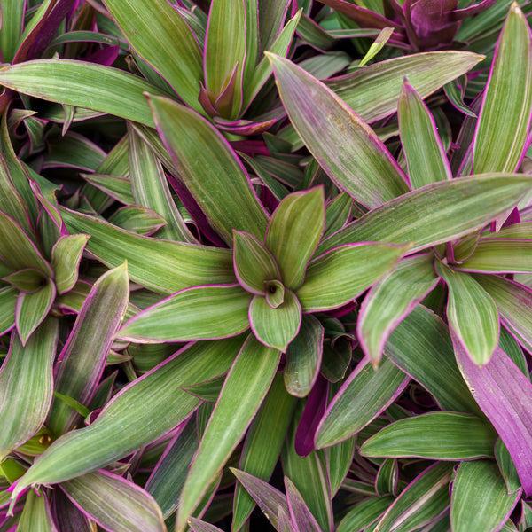 Tradescantia, Assorted - View 4 from www redcrocus com