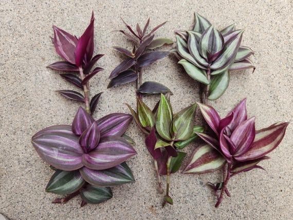 Tradescantia, Assorted - View 5 from www redcrocus com