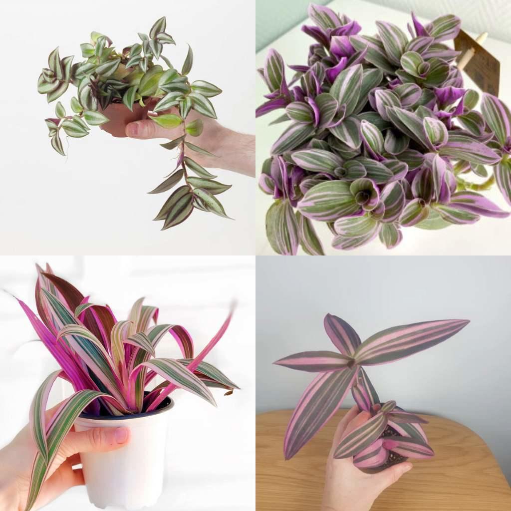 Tradescantia, Assorted - View 7 from www redcrocus com