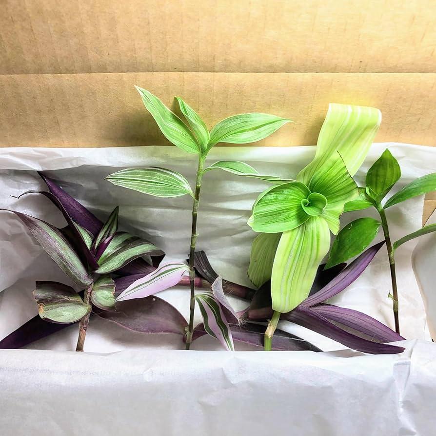 Tradescantia, Assorted - View 8 from www redcrocus com
