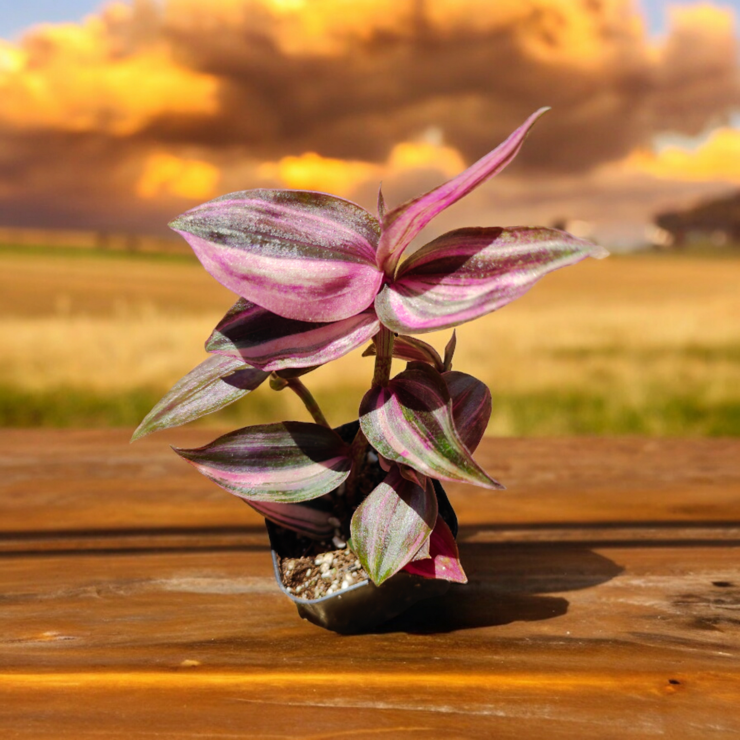 Tradescantia, Assorted - View 9 from www redcrocus com