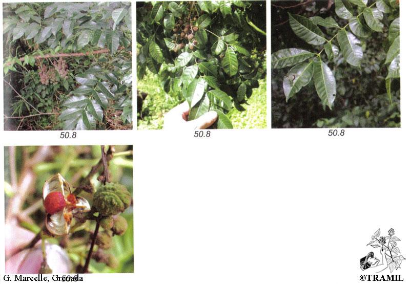 Trichilia Assorted - View 18 from www redcrocus com