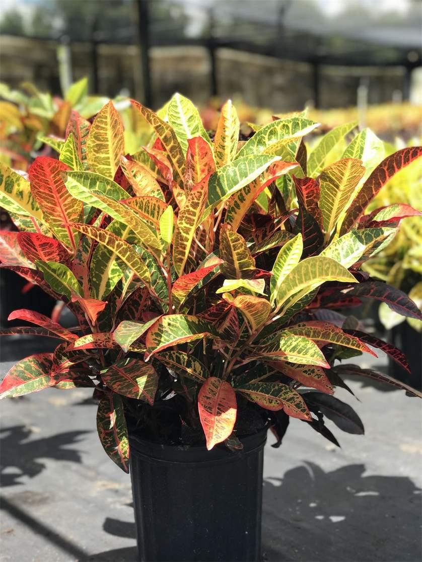 Croton Codiaeum Assorted - View 10 from www redcrocus com