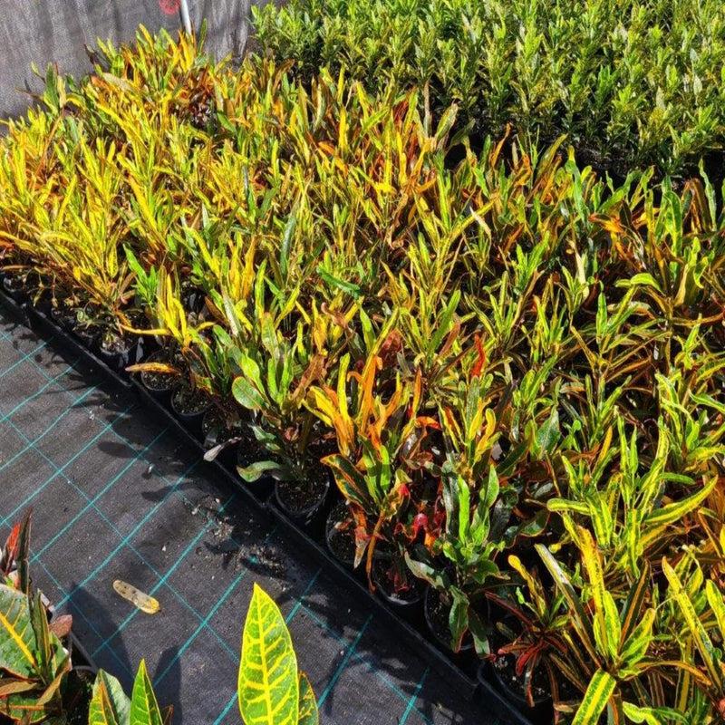 Croton Codiaeum Assorted - View 3 from www redcrocus com