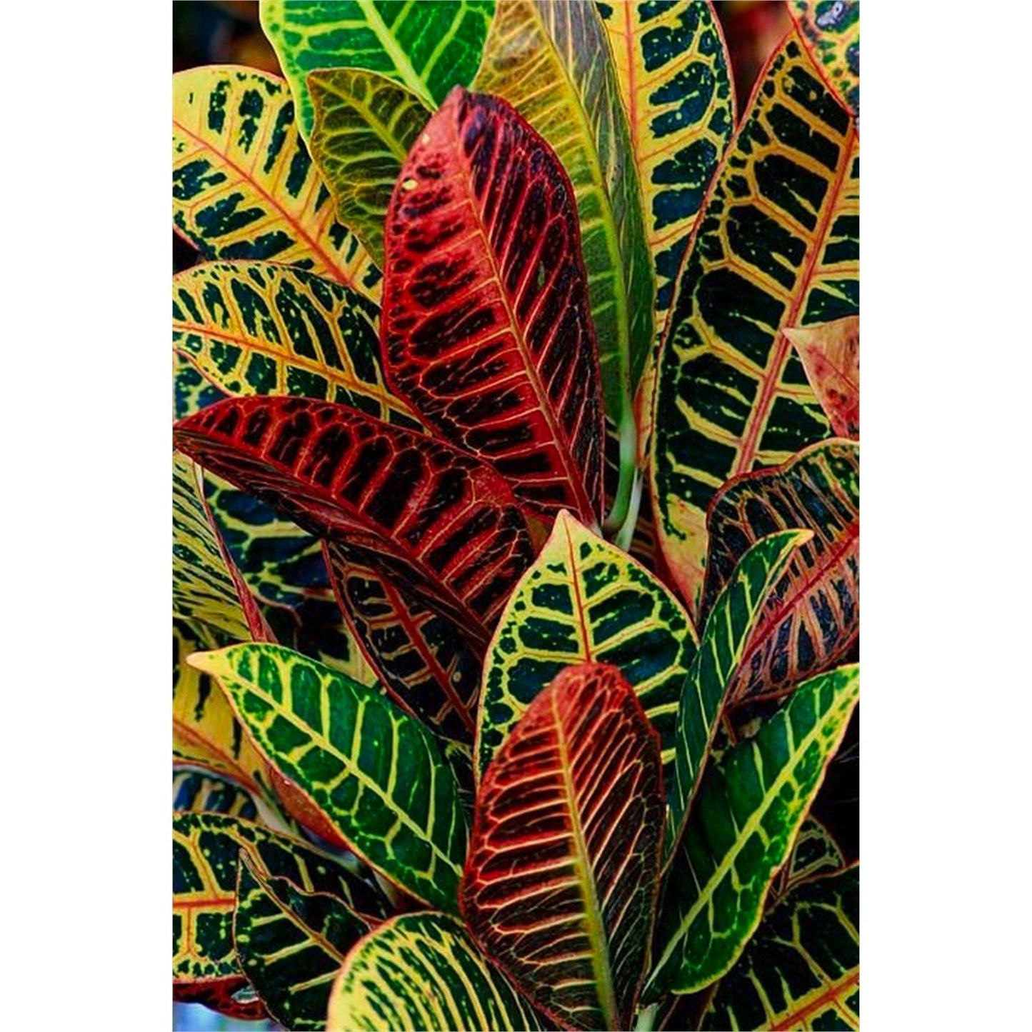 Croton Codiaeum Assorted - View 4 from www redcrocus com