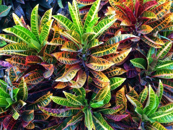 Croton Codiaeum Assorted - View 5 from www redcrocus com