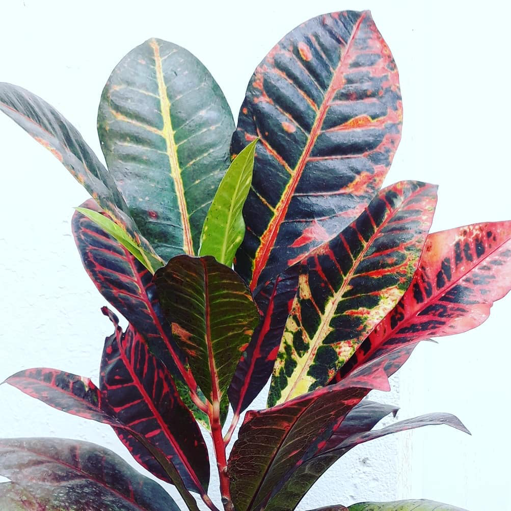 Croton Codiaeum Assorted - View 7 from www redcrocus com
