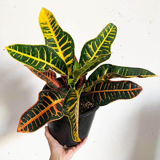 Croton Codiaeum Assorted - View 8 from www redcrocus com