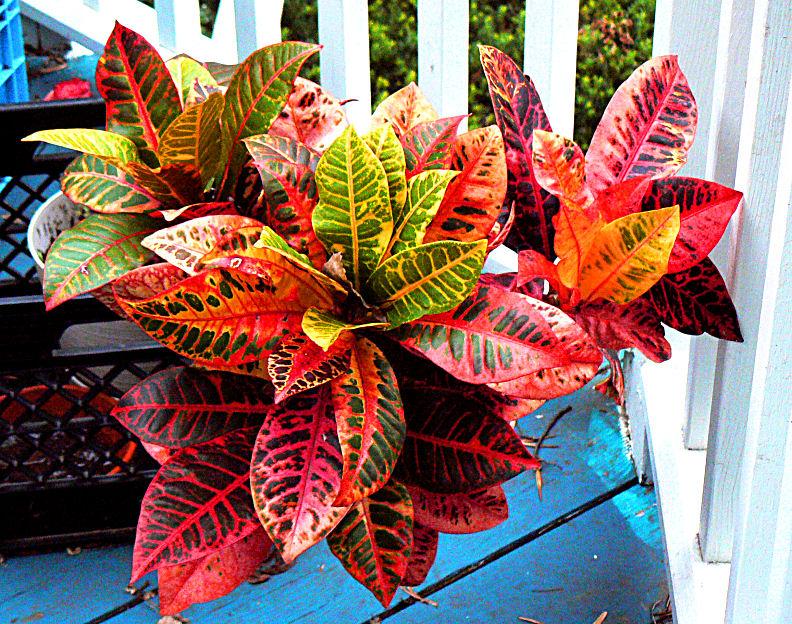 Croton Codiaeum Assorted - View 9 from www redcrocus com