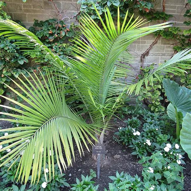 Palm Ravenea Rivularis - View 15 from www redcrocus com