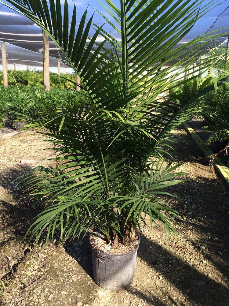 Palm Ravenea Rivularis - View 18 from www redcrocus com