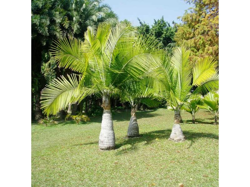 Palm Ravenea Rivularis - View 20 from www redcrocus com