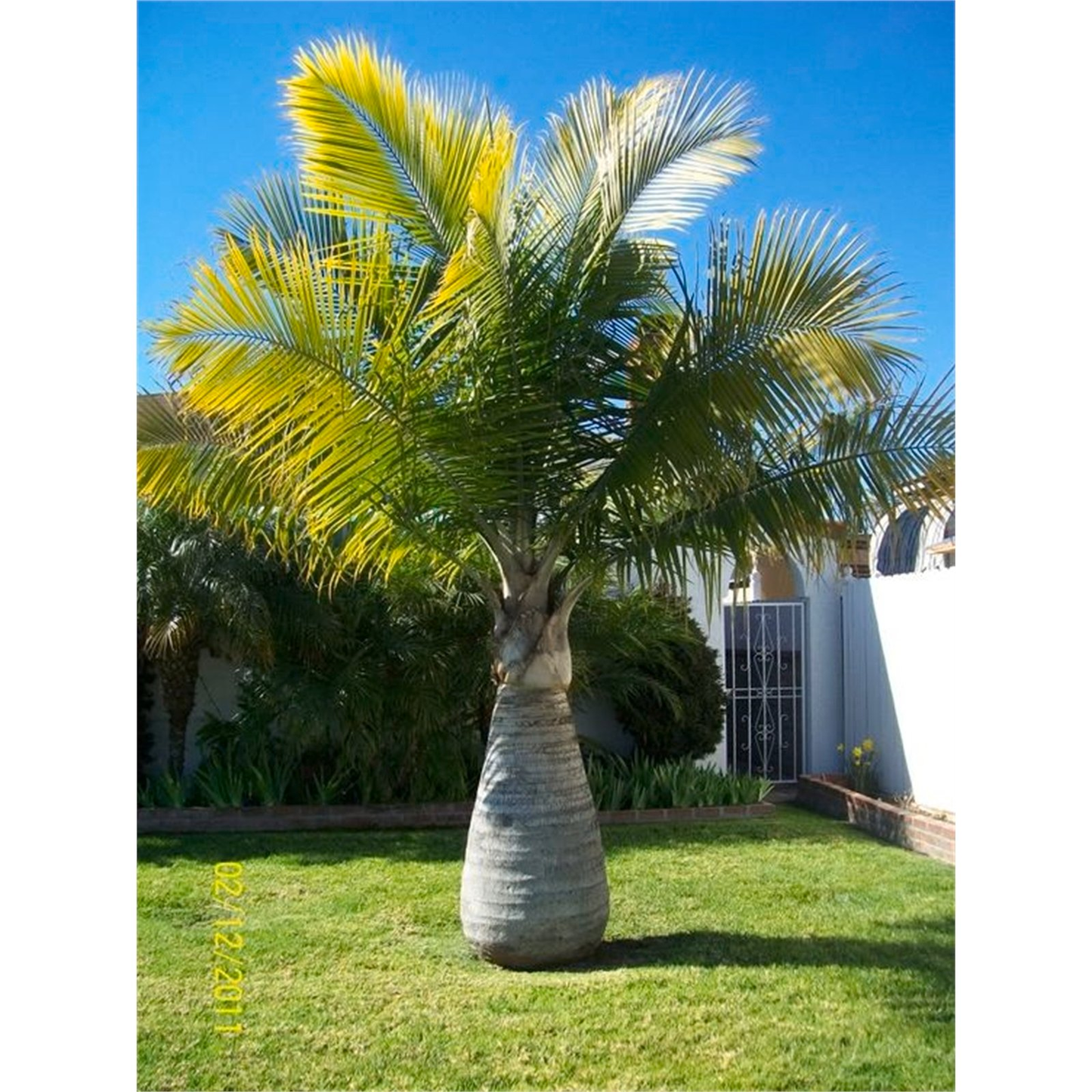 Palm Ravenea Rivularis - View 2 from www redcrocus com
