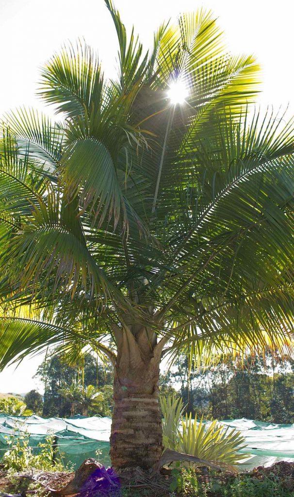 Palm Ravenea Rivularis - View 2 from www redcrocus com